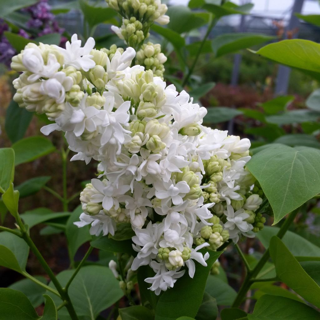 Lilas - Syringa vulgaris Madame Lemoine