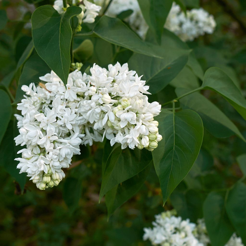 Edelflieder Madame Lemoine - Syringa vulgaris