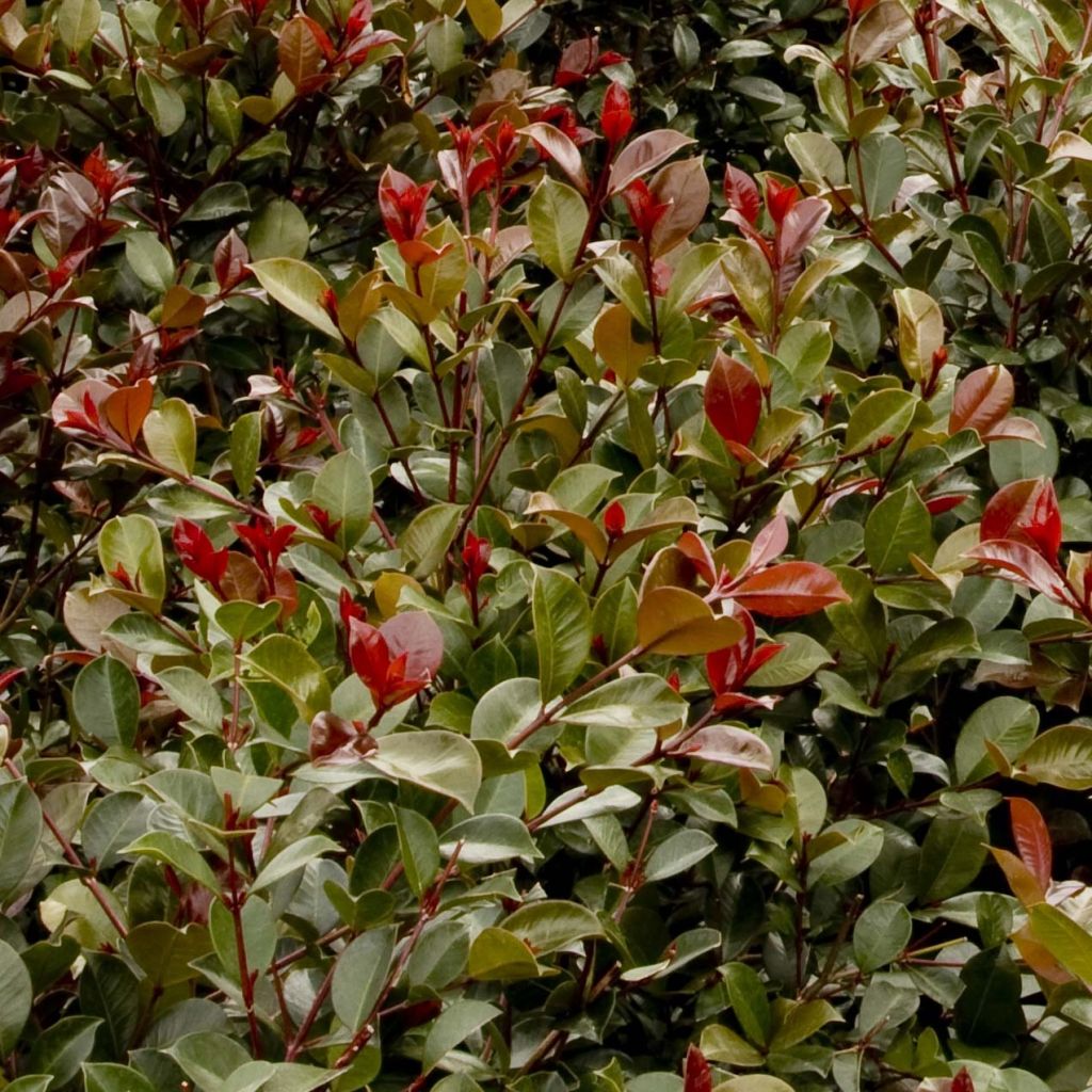 Syzygium australe Big Red - Kirschmyrte