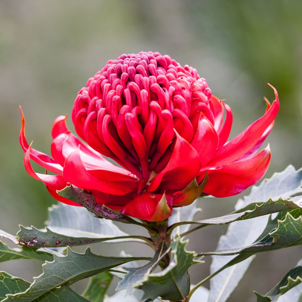 Telopea speciosissima Red Embers - Telopeie