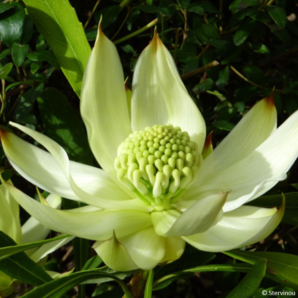 Telopea speciosissima White - Telopeie