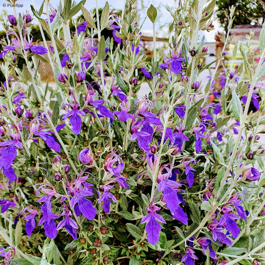 Teucrium Indyho - Gamander