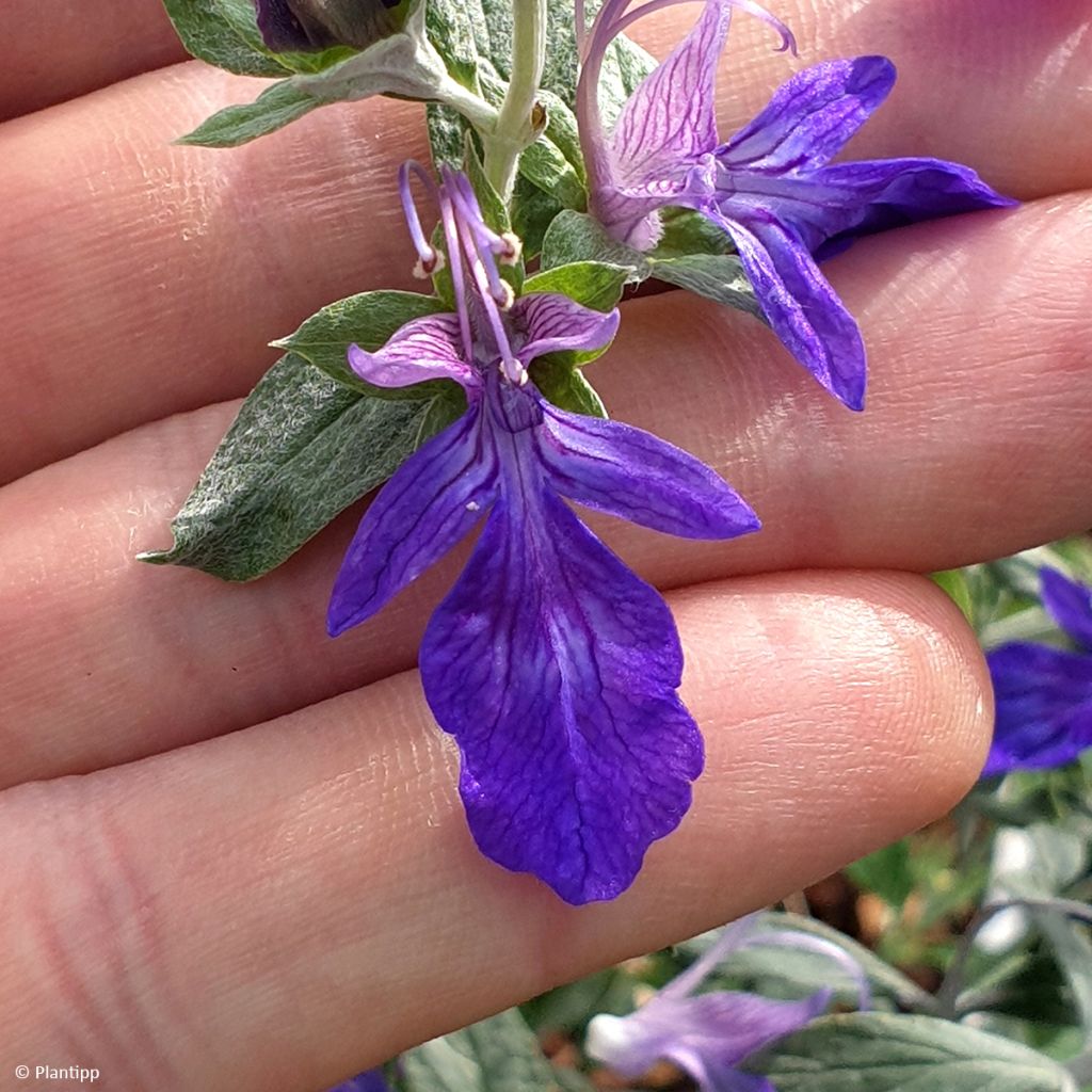 Teucrium Indyho - Gamander