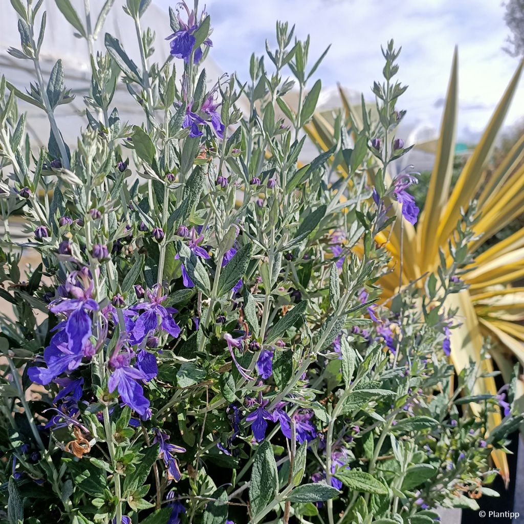 Teucrium Indyho - Gamander