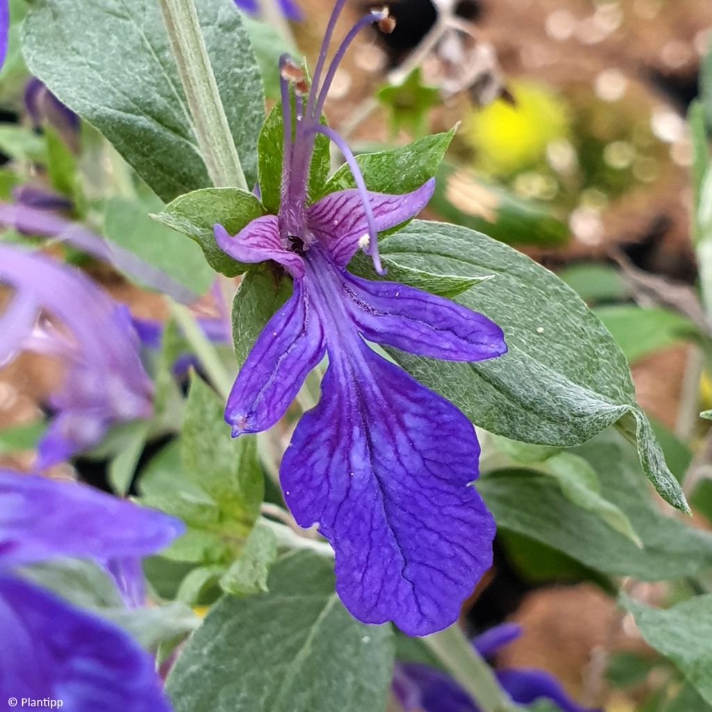 Teucrium Indyho - Gamander