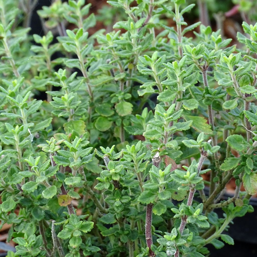 Teucrium lucidrys - Immergrüner Gamander