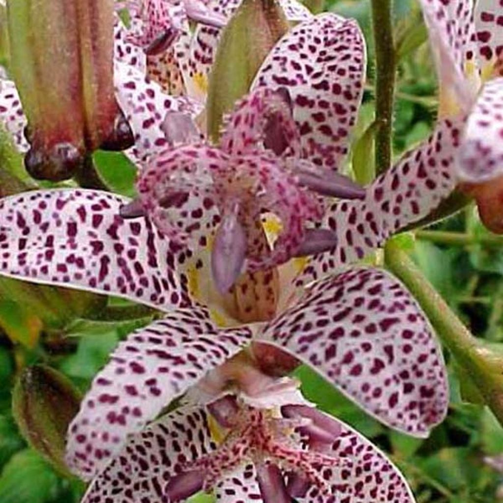 Tricyrtis hirta Miyazaki - Krötenlilie