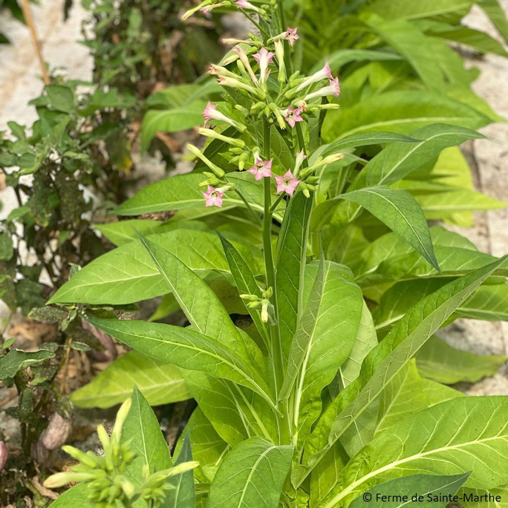 Echter Tabak Ohio Dutch - Nicotiana