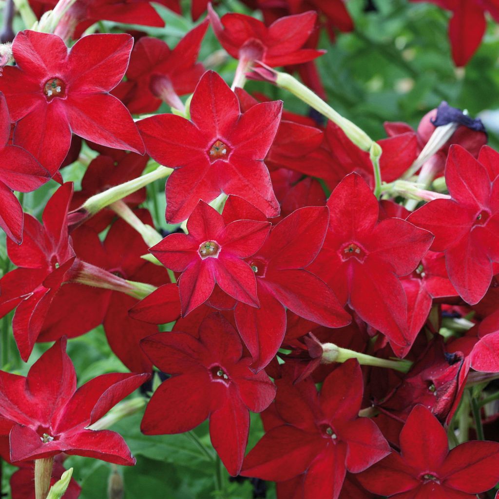 Niederer Ziertabak Perfume Red - Nicotiana