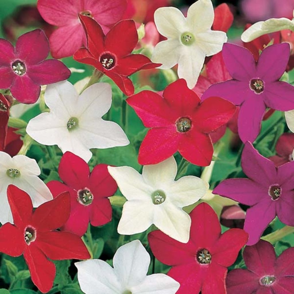 Niederer Ziertabak Evening Fragance mix (Samen) - Nicotiana