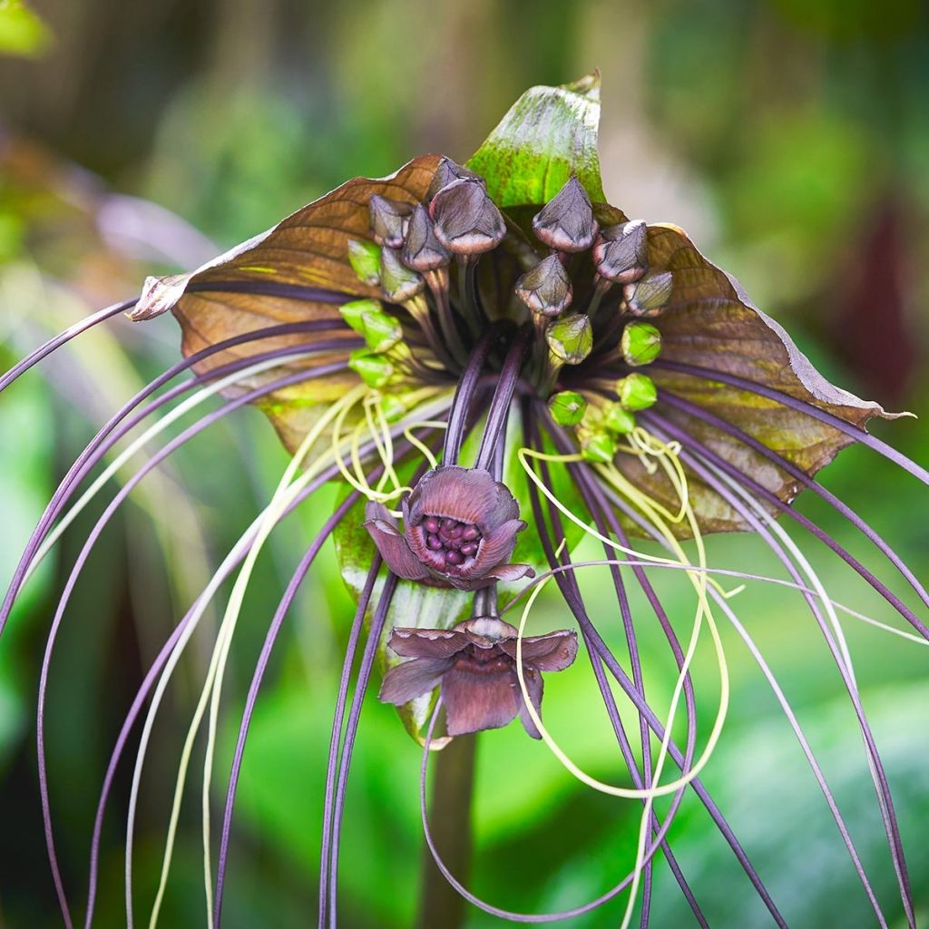 Tacca chantrieri - Fledermausblume