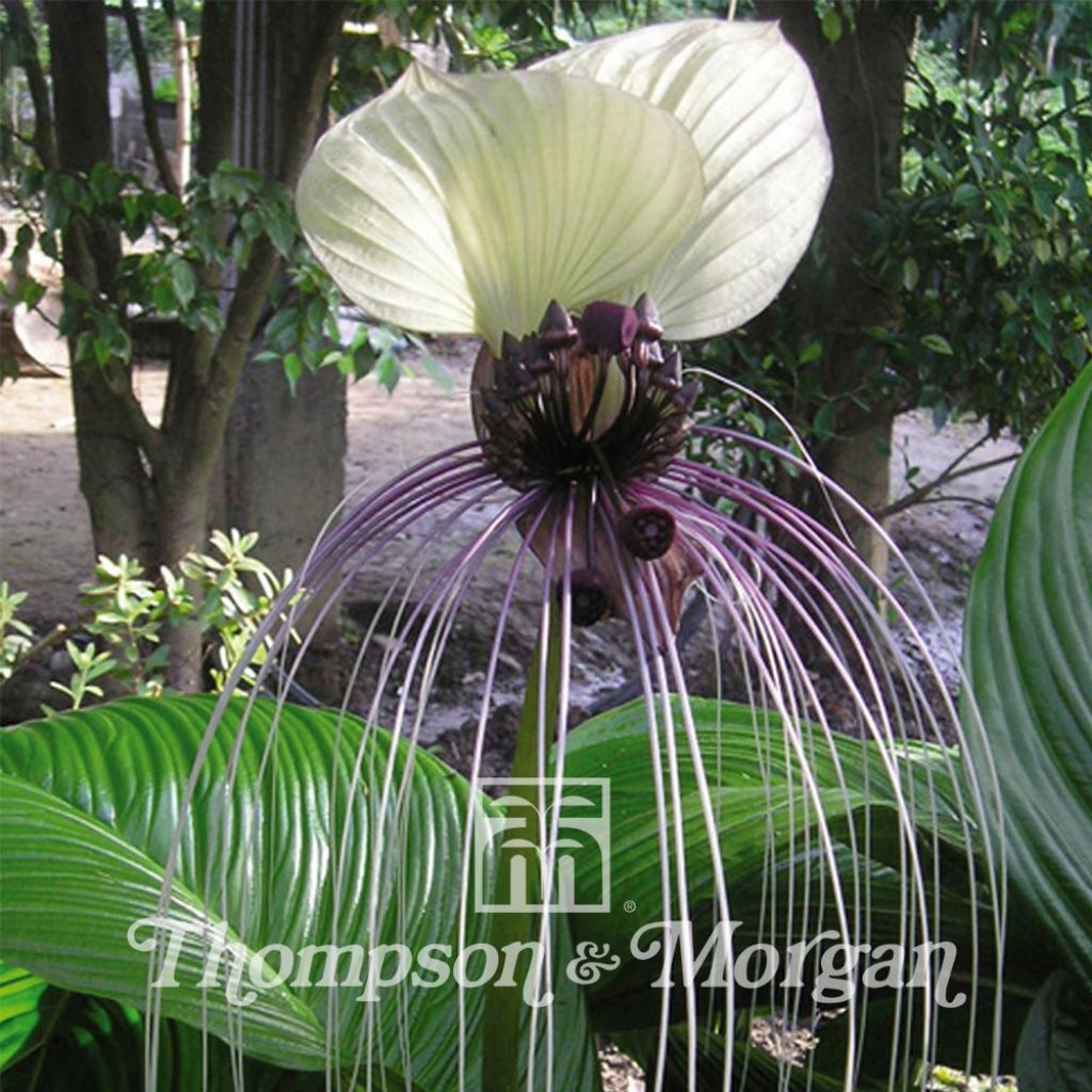 Tacca integrifolia Nivea (Samen) - Weiße Fledermausblume