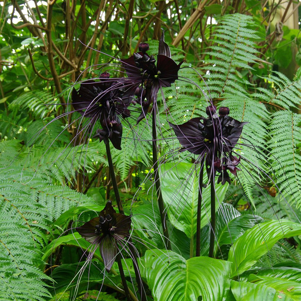 Tacca chantrieri - Fledermausblume