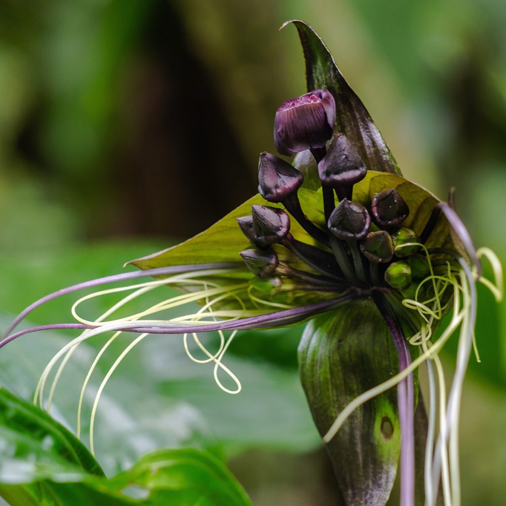 Tacca chantrieri - Fledermausblume