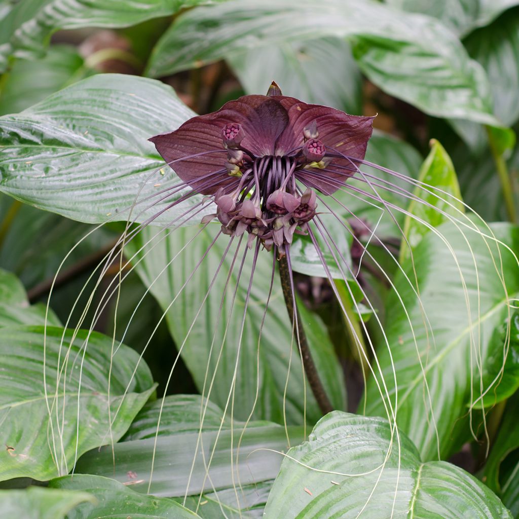 Tacca chantrieri - Fledermausblume