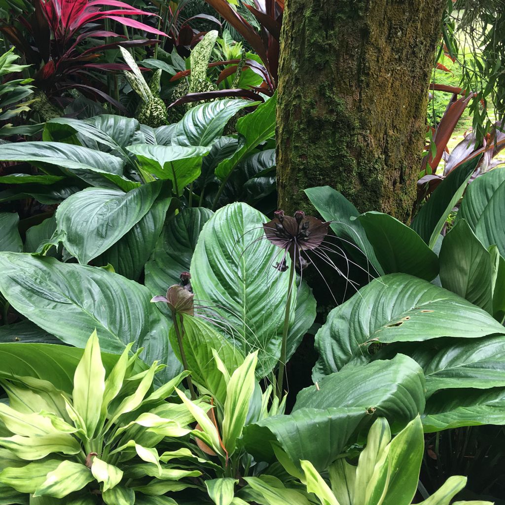 Tacca chantrieri - Fledermausblume