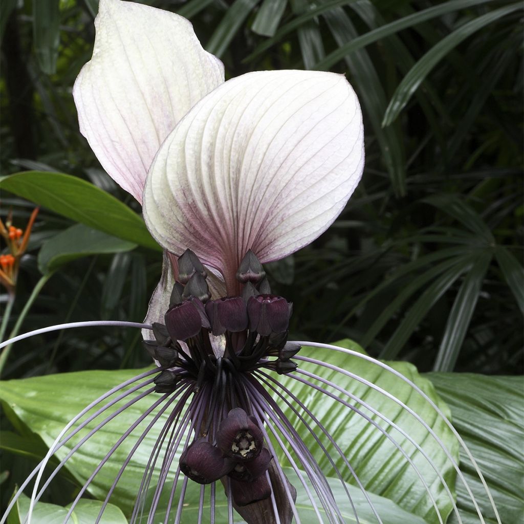 Tacca integrifolia Nivea - Weiße Fledermausblume