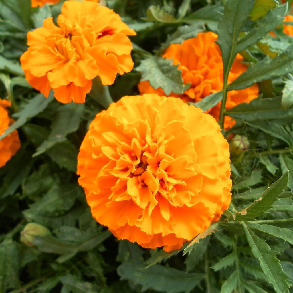 Graines d'Oeillet d’Inde Boy O Boy Orange - Tagetes patula