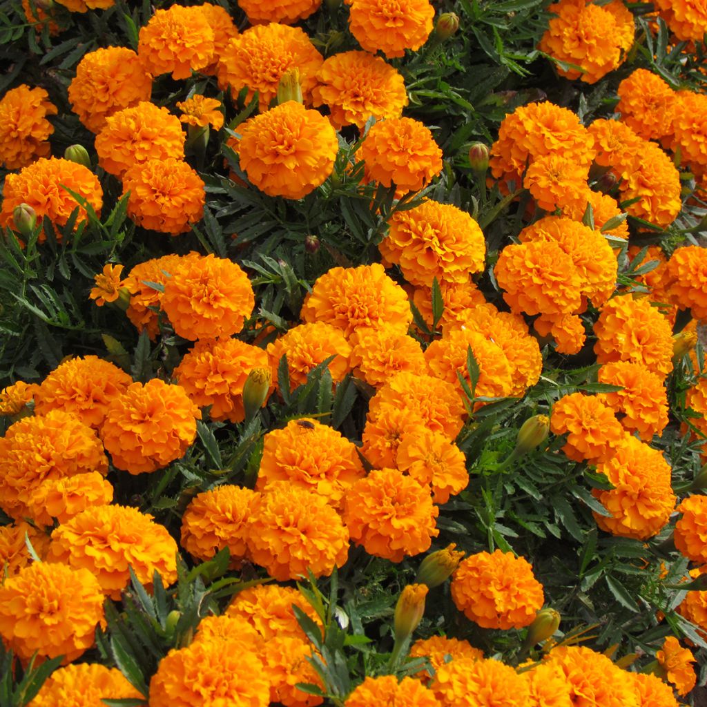 Graines d'Oeillet d’Inde Boy O Boy Orange - Tagetes patula