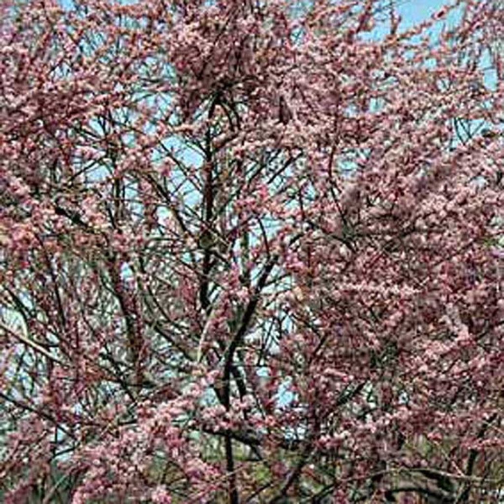 Tamarix ramosissima Pink Cascade - Sommertamariske