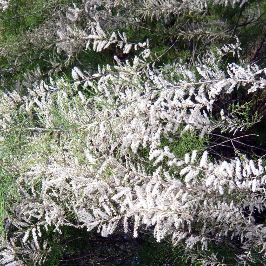 Tamarix ramosissima Hulsdonk White - Sommertamariske