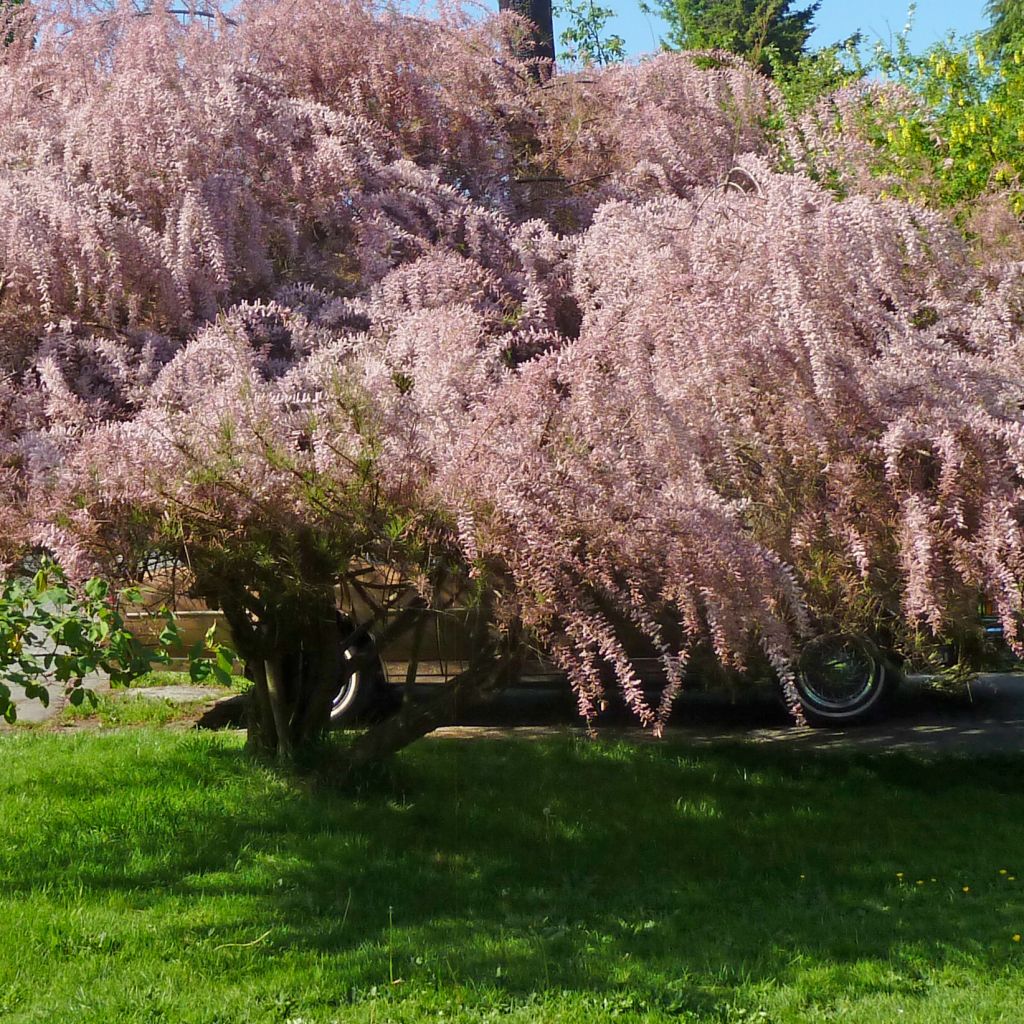 Tamarix tetrandra - Viermännige Tamariske