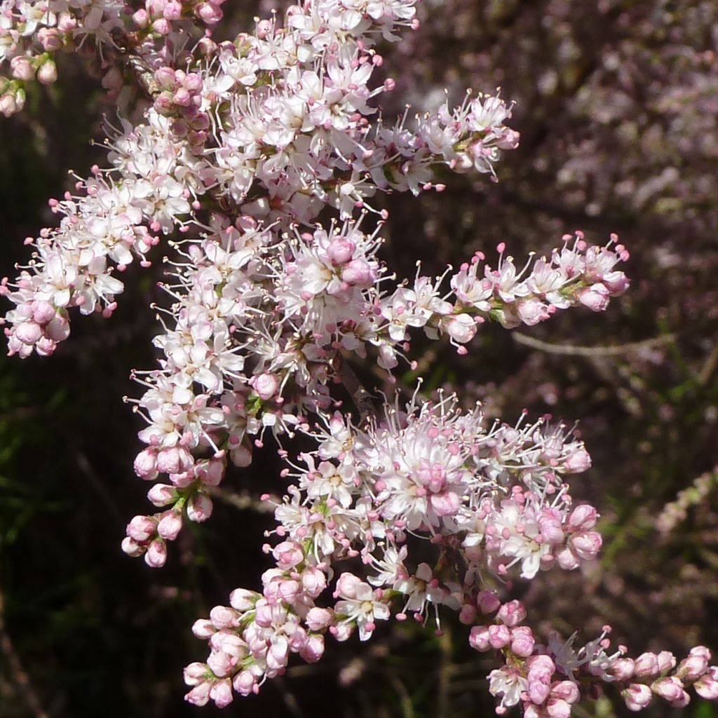 Tamarix tetrandra - Viermännige Tamariske