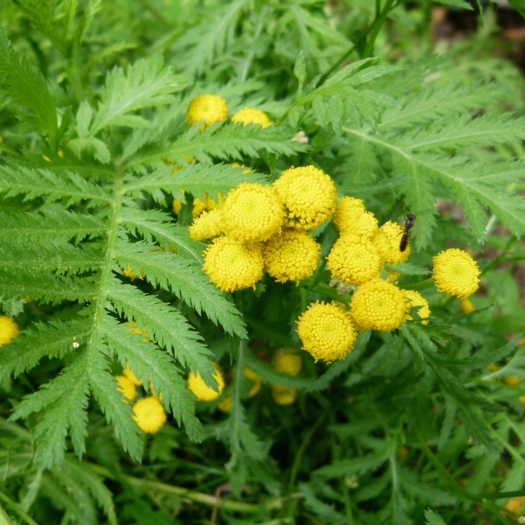 Tanaisie - Tanacetum vulgare