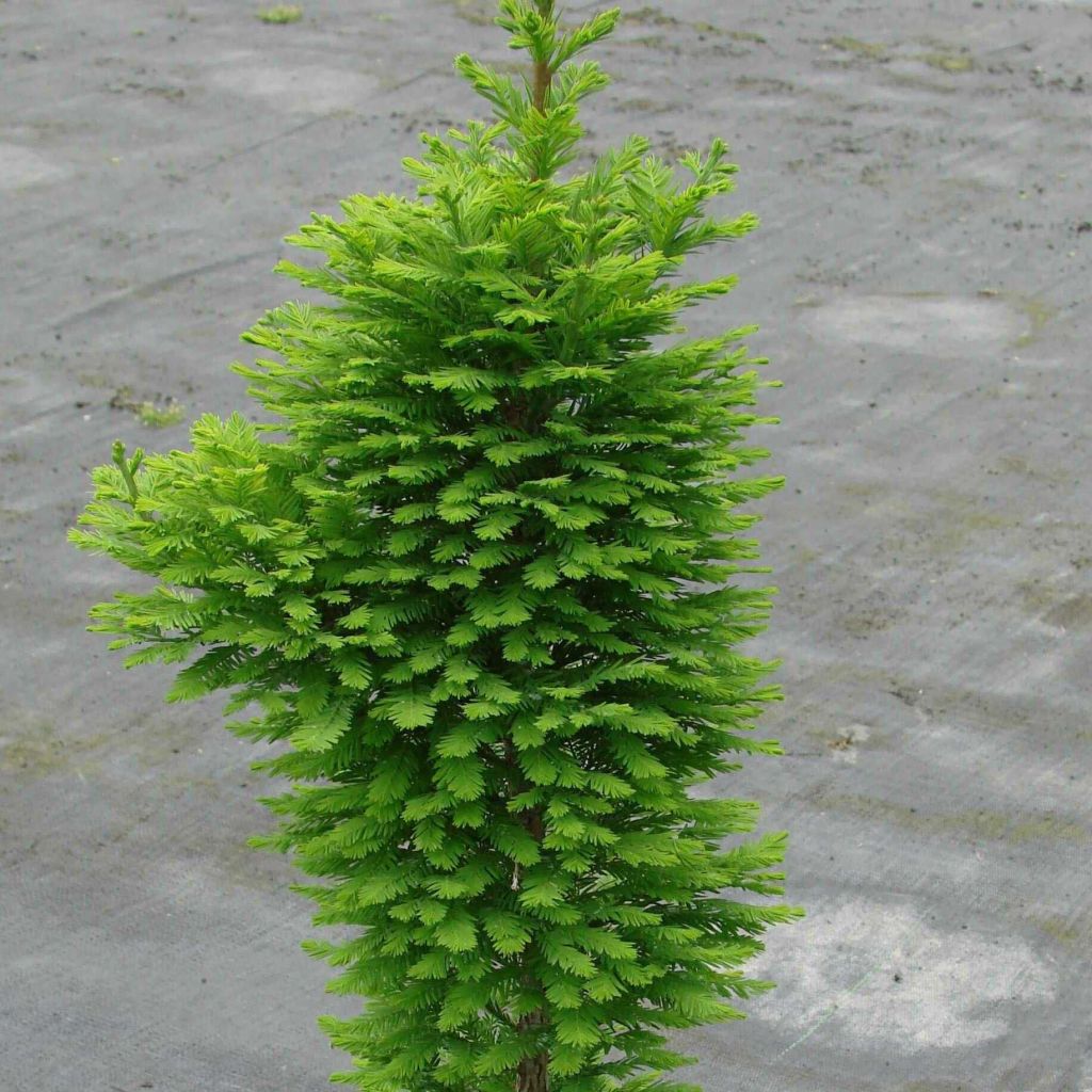 Taxodium distichum Pevé Minaret - Cyprès chauve