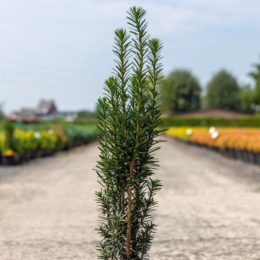 Säuleneibe Black Tower - Taxus baccata fastigiata