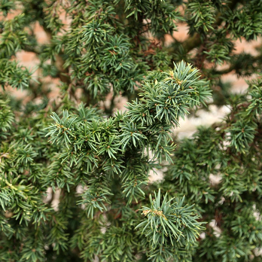 Taxus baccata Cristata - Eibe