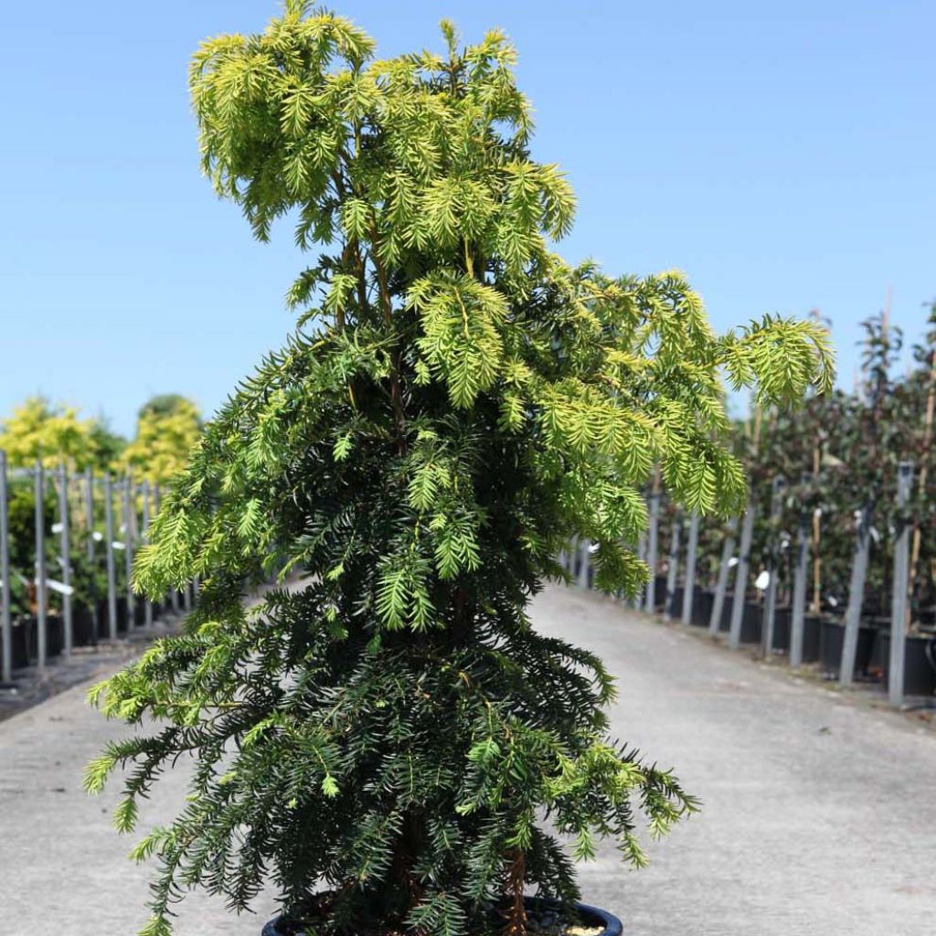 Eibe Dovastonii Aurea - Taxus baccata