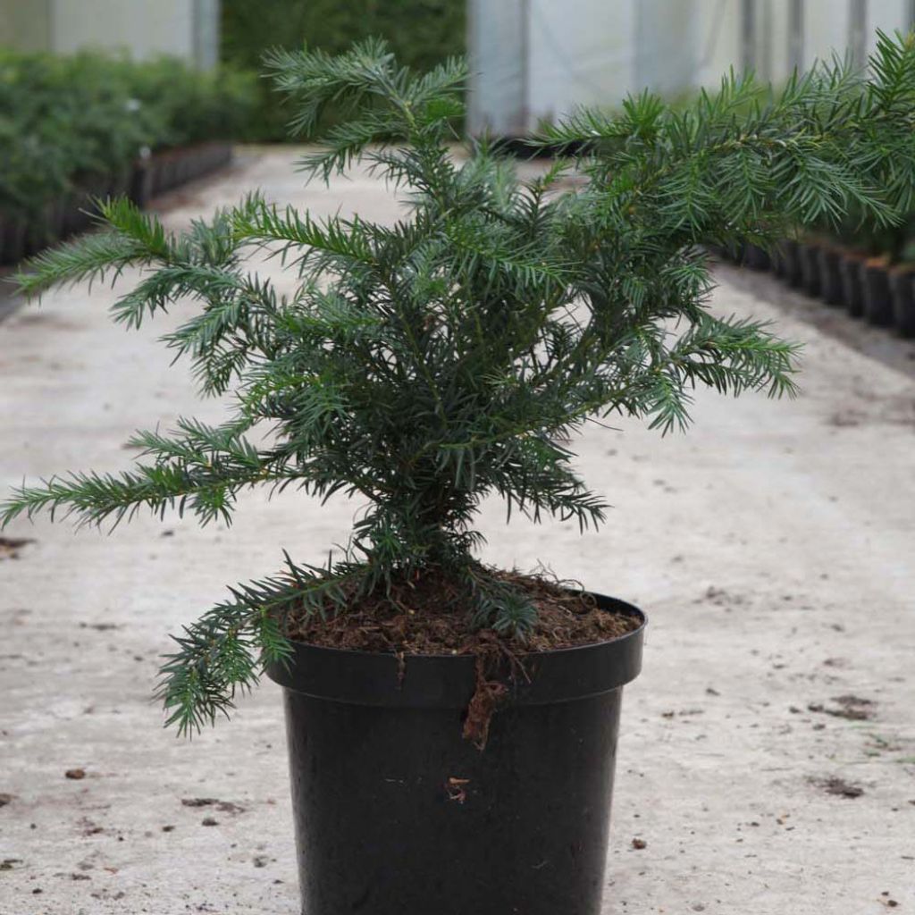 Eibe Repandens - Taxus baccata