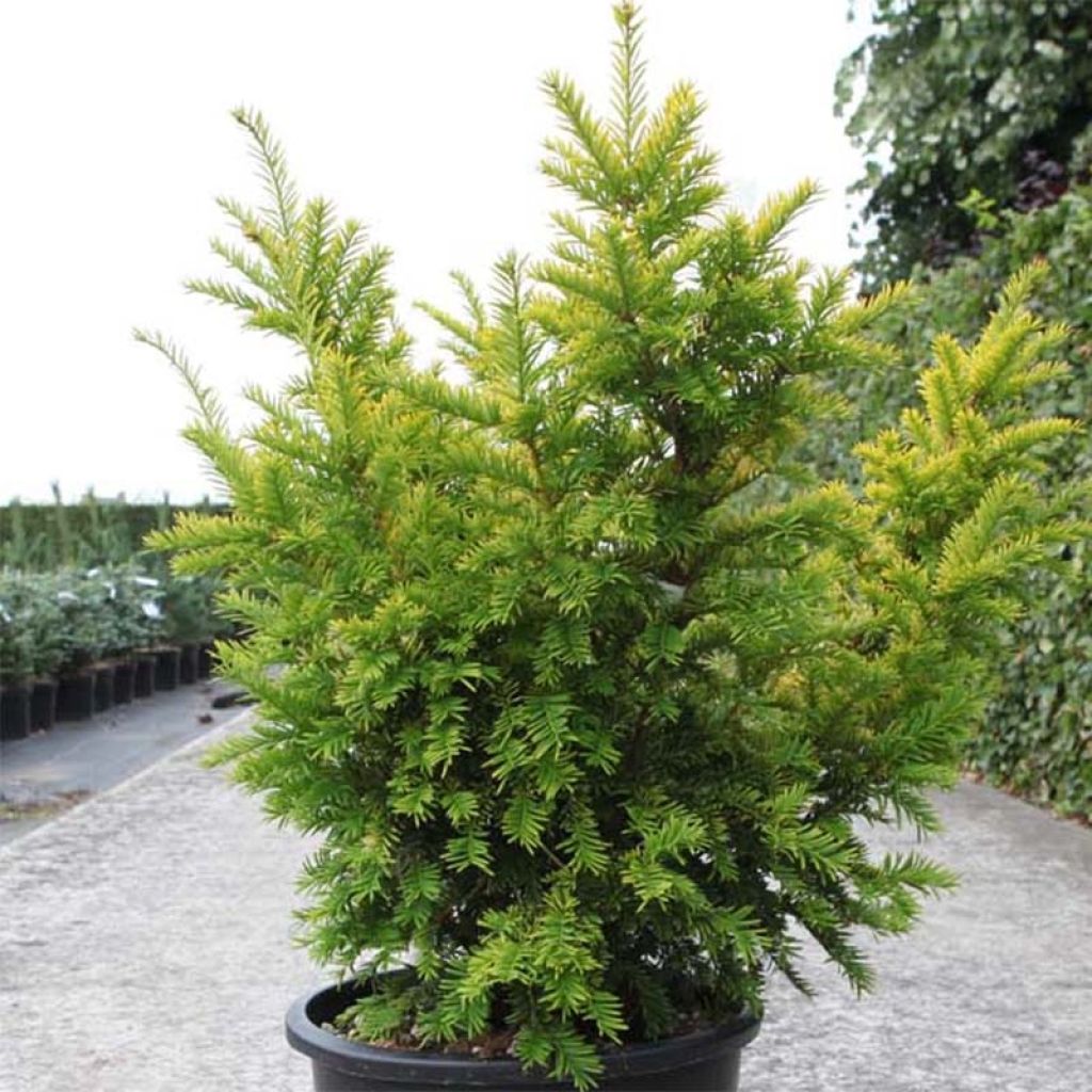 Eibe Semperaurea - Taxus baccata