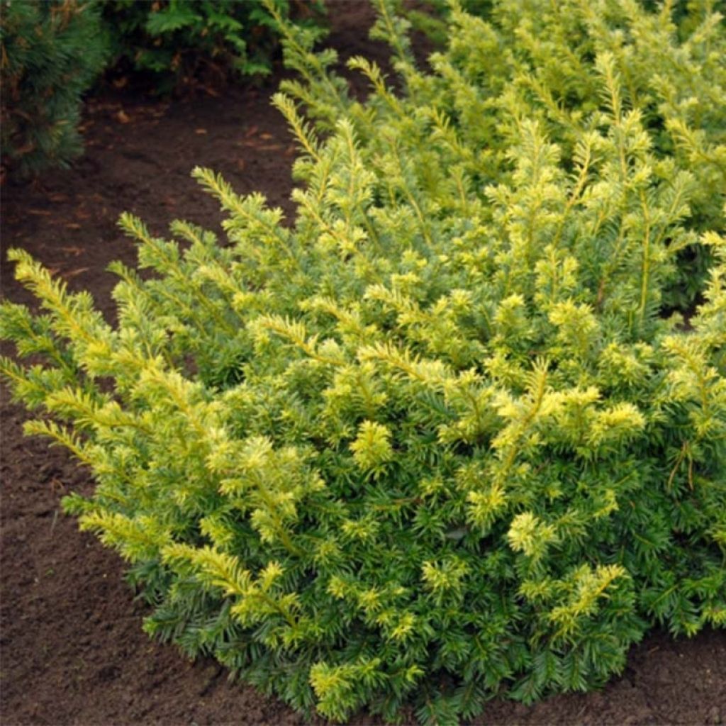 Eibe Summergold - Taxus baccata