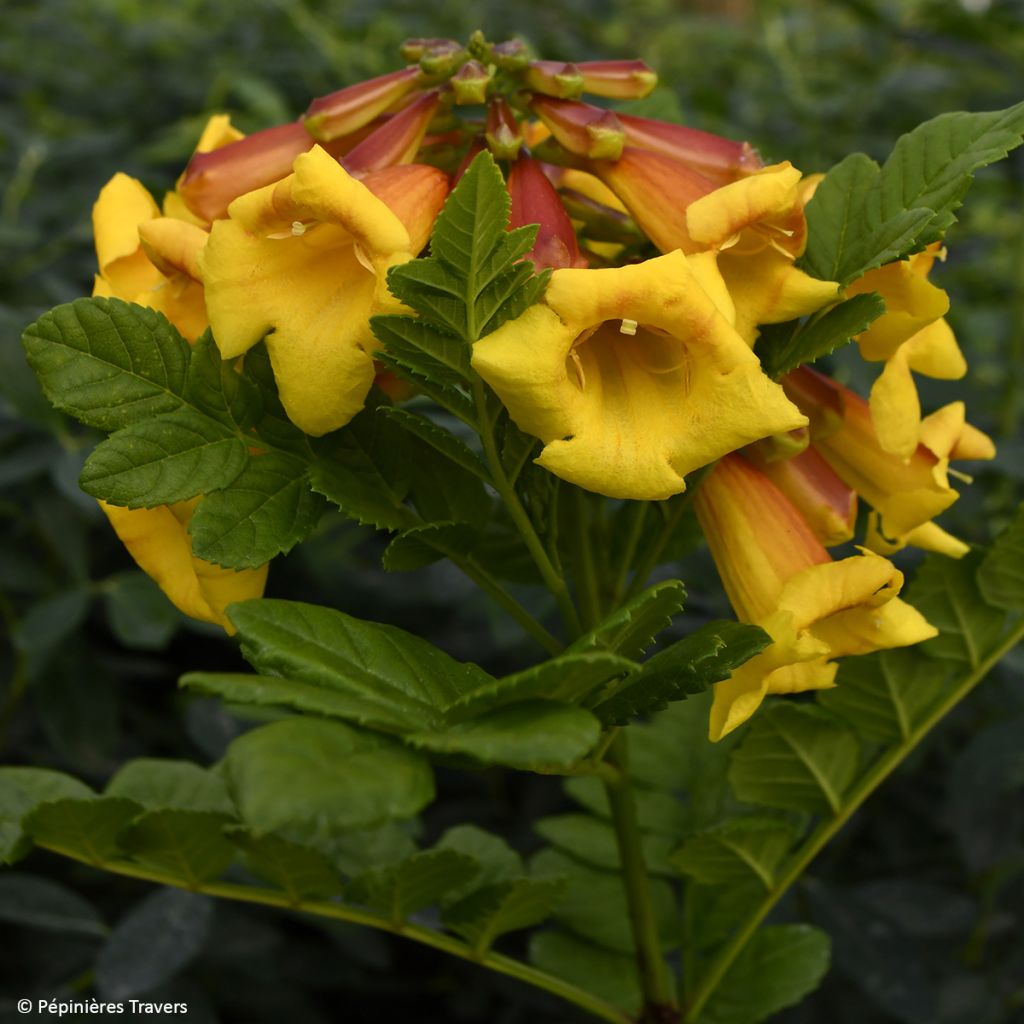 Tecoma capensis Tropical Twist - Trompetenstrauch