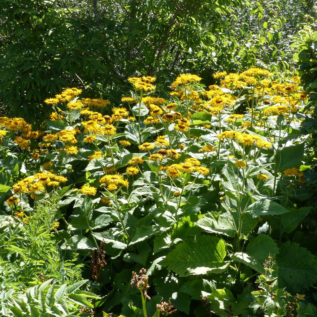 Telekia speciosa - Große Telekie