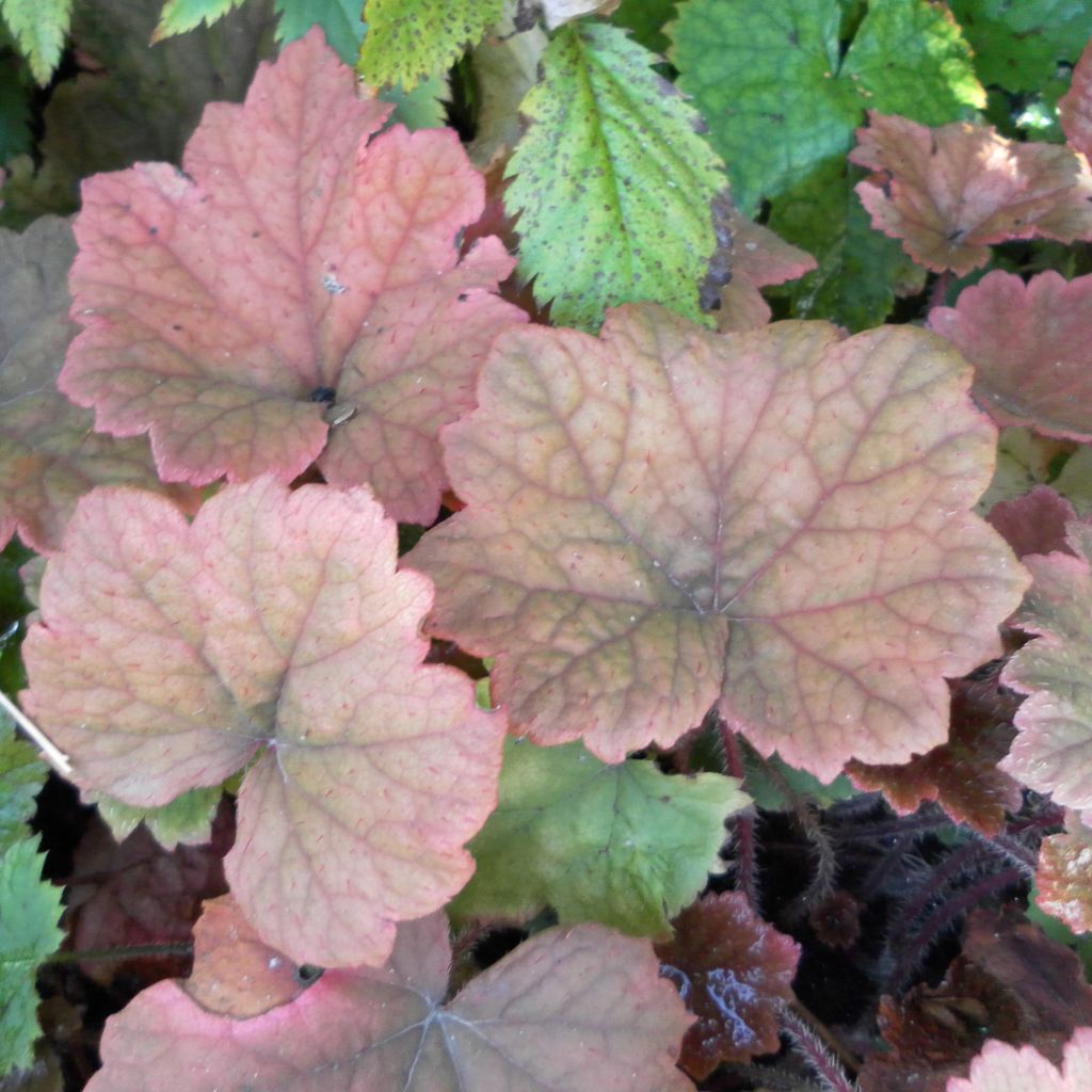 Tellima grandiflora Rubra - Falsche Alraunwurzel