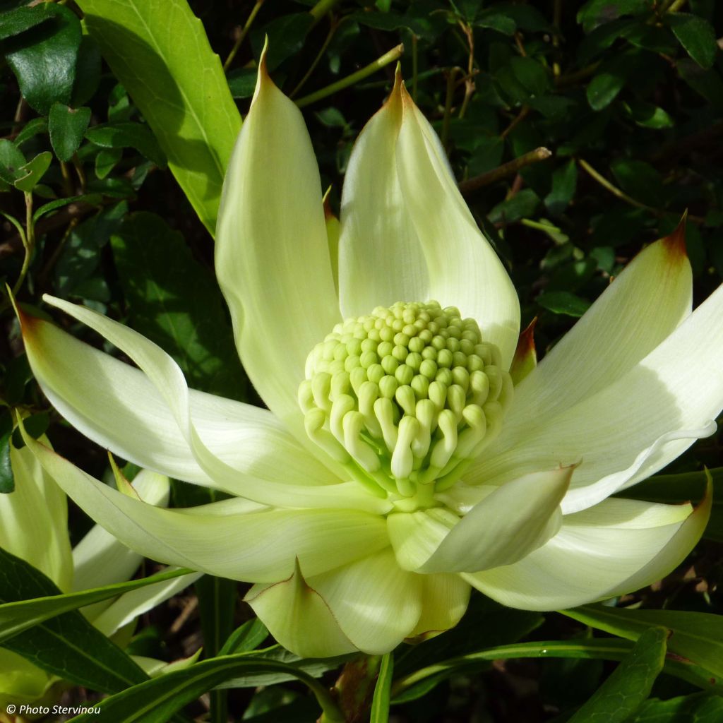 Telopea White - Waratah  blanc