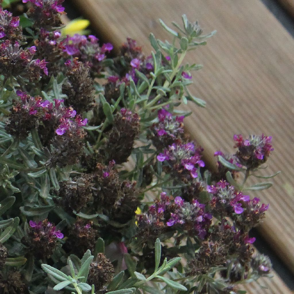 Teucrium ackermannii - Gamander