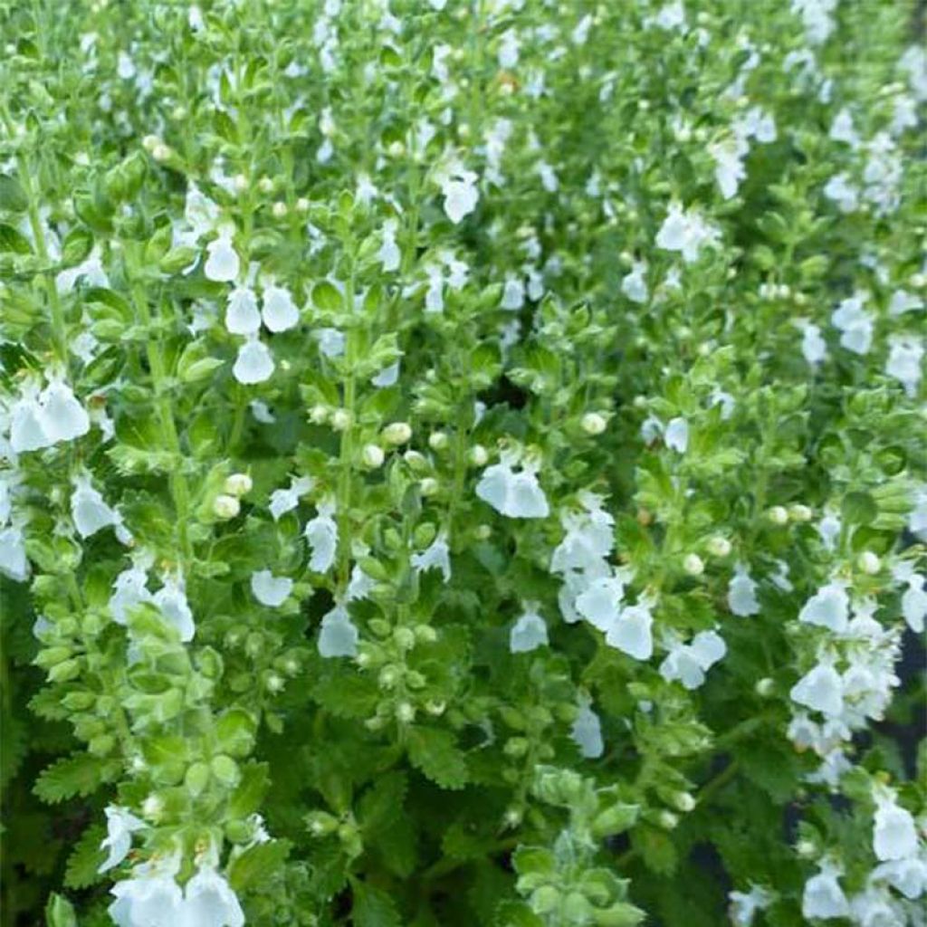 Teucrium chamaedrys Alba - Gemeiner Gamander