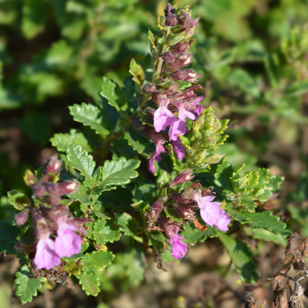 Teucrium chamaedrys (wild form) - Germandrée petit-chêne