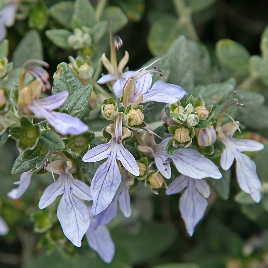 Teucrium fruticans - Strauchiger Gamander