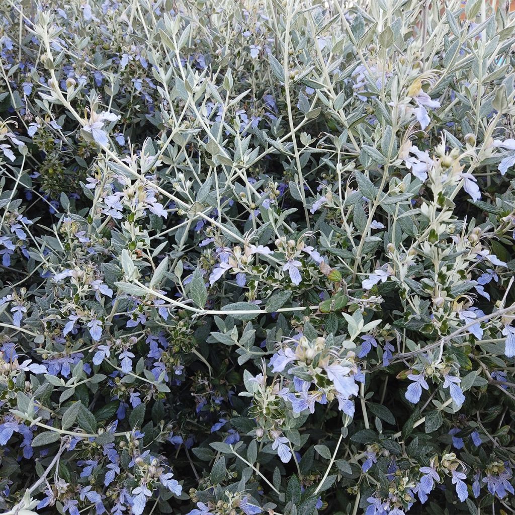 Teucrium fruticans - Strauchiger Gamander