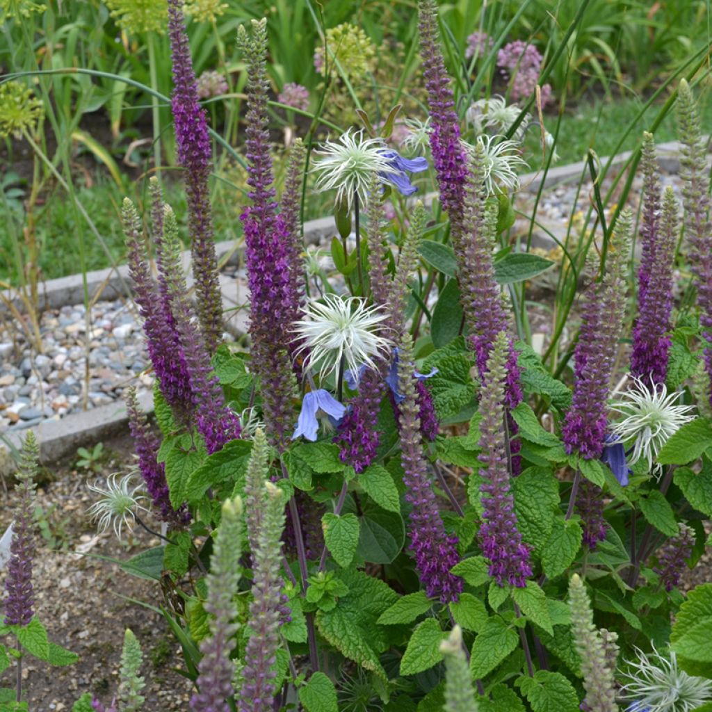 Teucrium hircanicum Paradise Delight - Kaukasus-Gamander