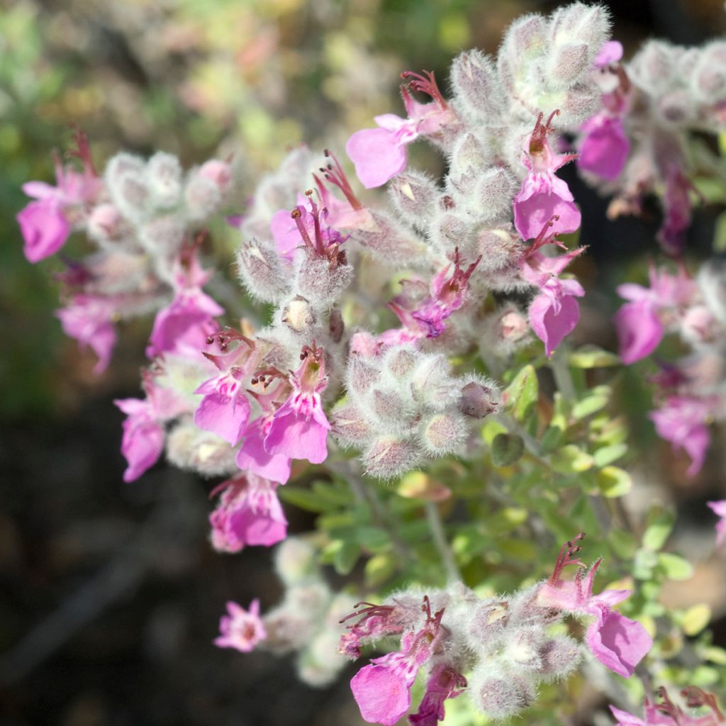 Teucrium marum - Katzen-Gamander