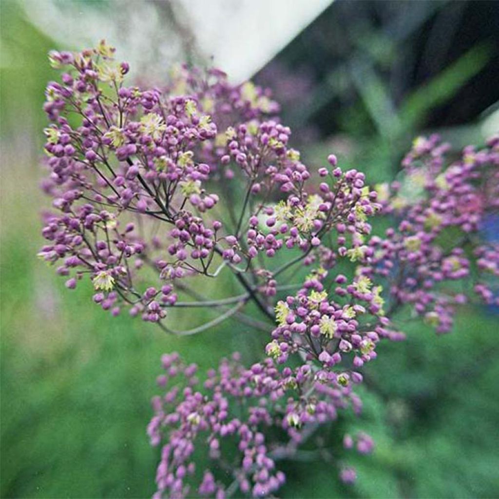 Thalictrum Anne - Wiesenraute