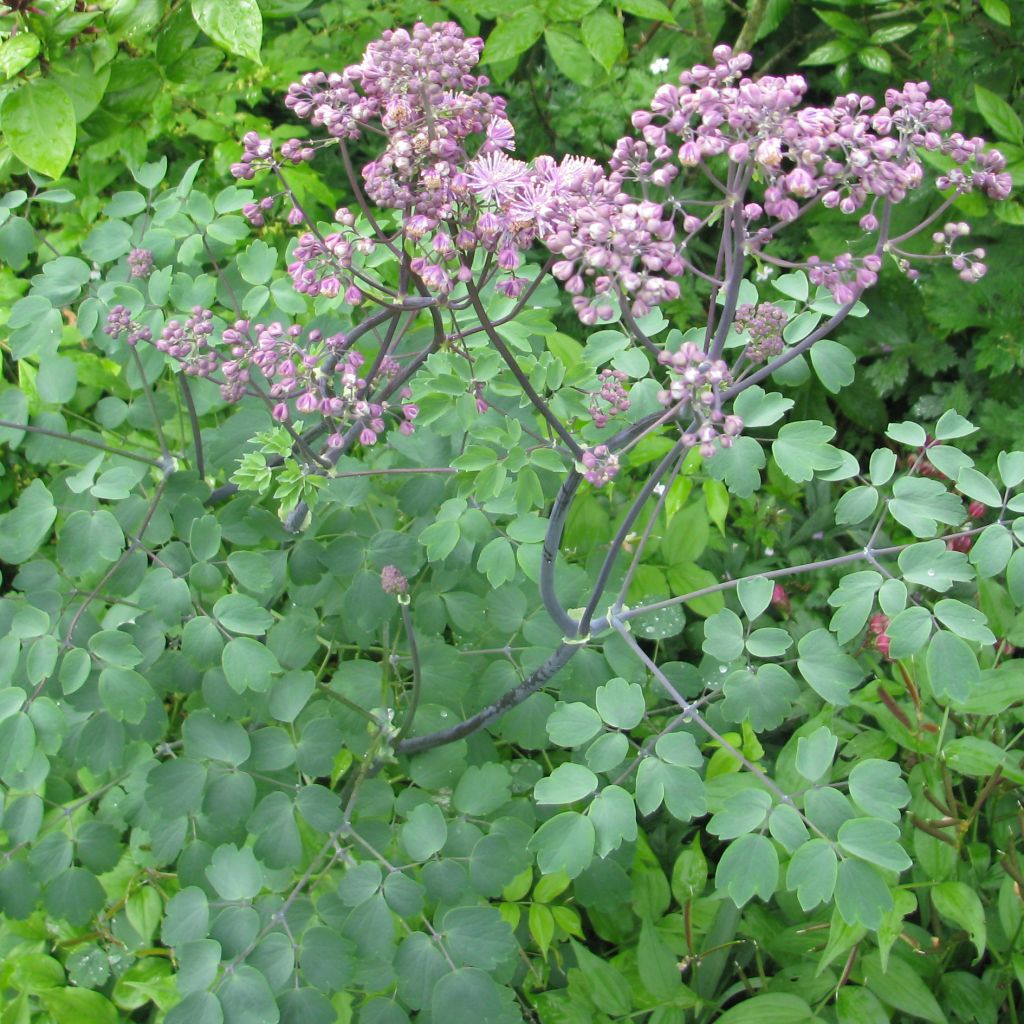 Thalictrum Black Stocking - Pigamon