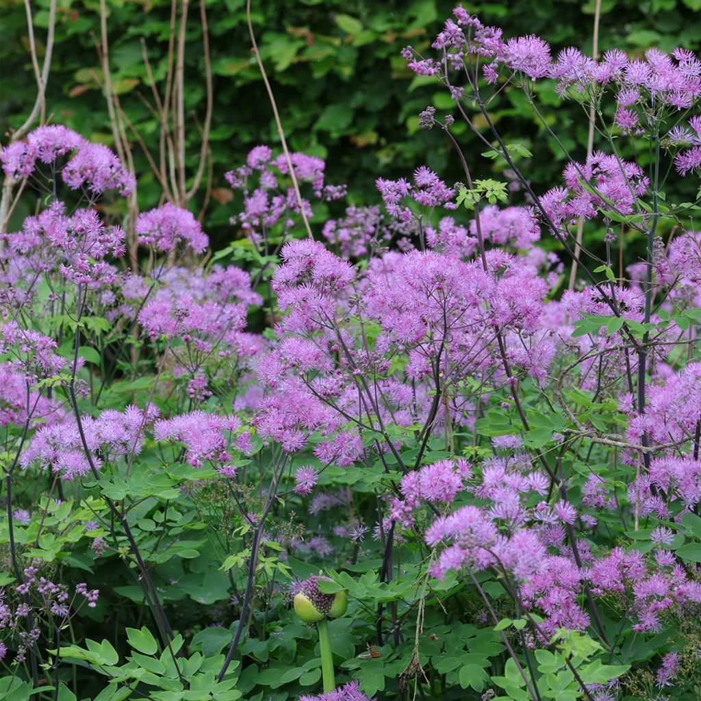 Thalictrum Black Stockings - Wiesenraute