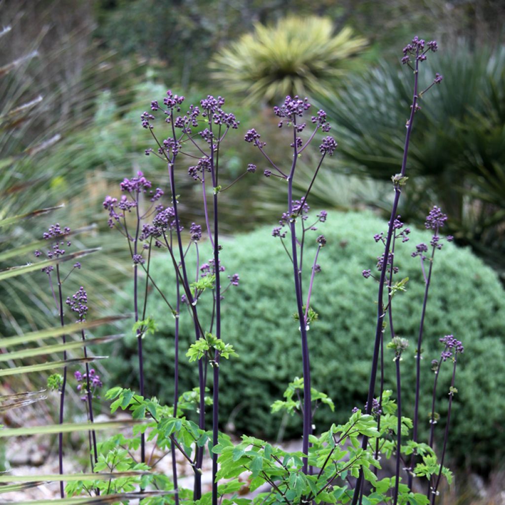 Thalictrum Black Stockings - Wiesenraute